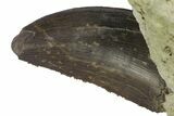 Serrated, Allosaurus Tooth In Sandstone - Colorado #173065-2